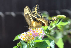 Heraclides cresphontes