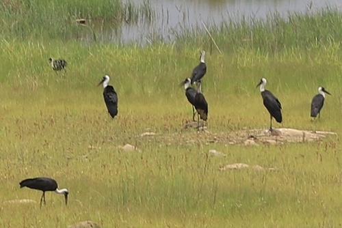 African Woolly-necked Stork