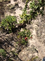 Artemisia campestris maritima