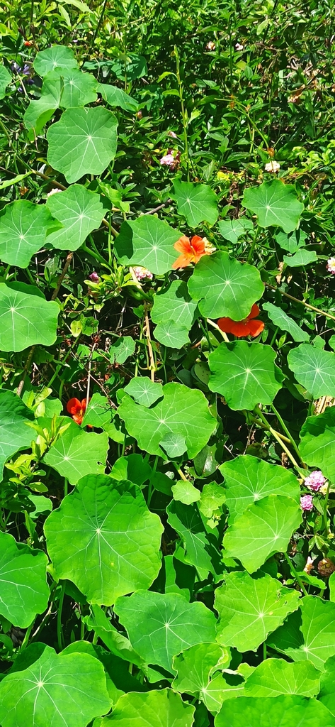 Garden nasturtium