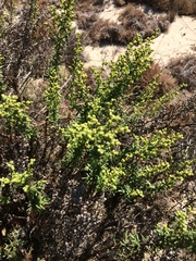 Artemisia campestris maritima