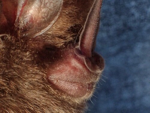 Southern Golden Bat