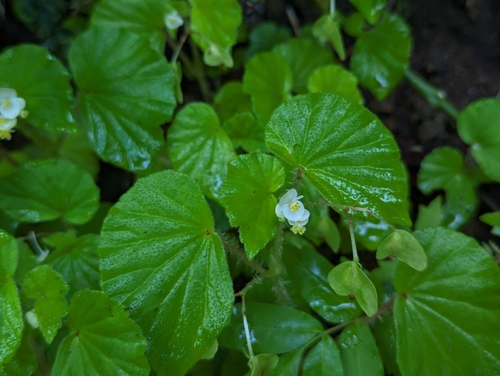 Image of Begonia hirtella by (c) Alexander Wentworth, some rights reserved (CC BY)