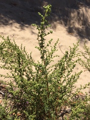Artemisia campestris maritima