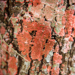 Herpothallon rubrocinctum