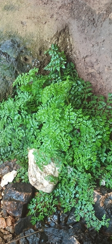 Pimpinella anisoides