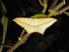 Timandra convectaria