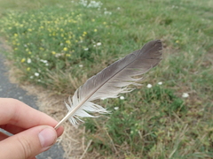 Columba livia domestica