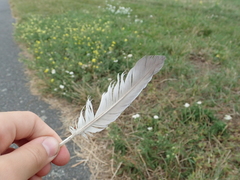 Columba livia domestica