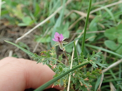 Erodium cicutarium