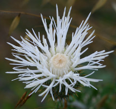 Cirsium undulatum undulatum