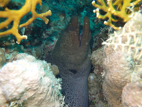 Giant moray
