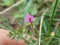 Erodium cicutarium