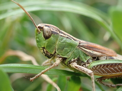 Pseudochorthippus parallelus