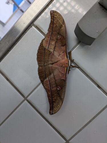 Antheraea yamamai yamamai
