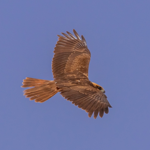 Western Marsh Harrier