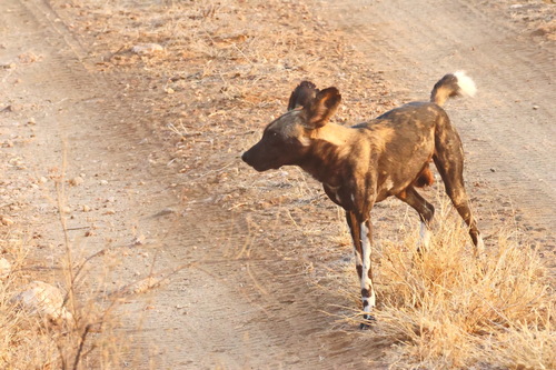 African wild dog