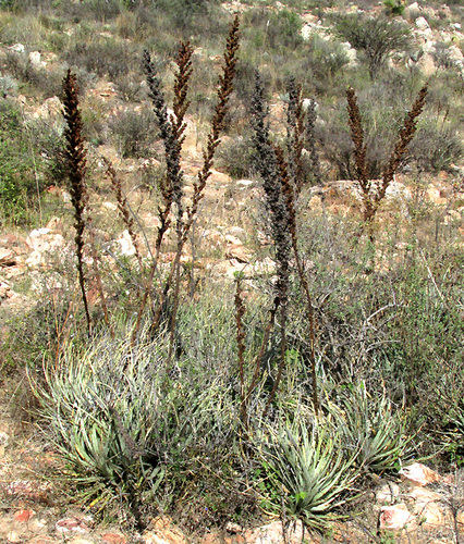 Hechtia podantha, photograph 4