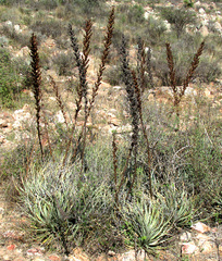 Hechtia podantha, photograph author not stated, no rights reserved