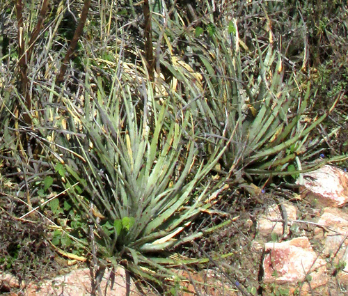 Hechtia podantha, photograph 3