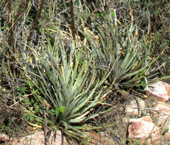Hechtia podantha, photograph author not stated, no rights reserved