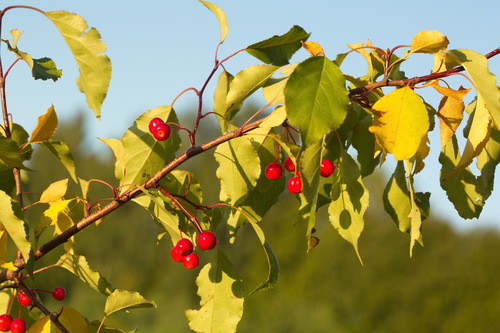 Siberian crabapple