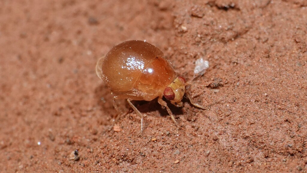 Celyphus obtectus
