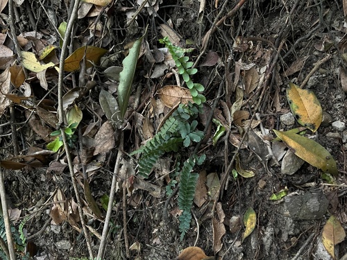 Asplenium boreale × Asplenium normale iNat (1)
