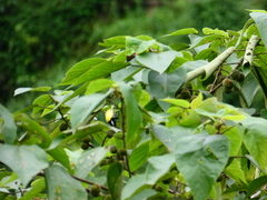 Periparus venustulus