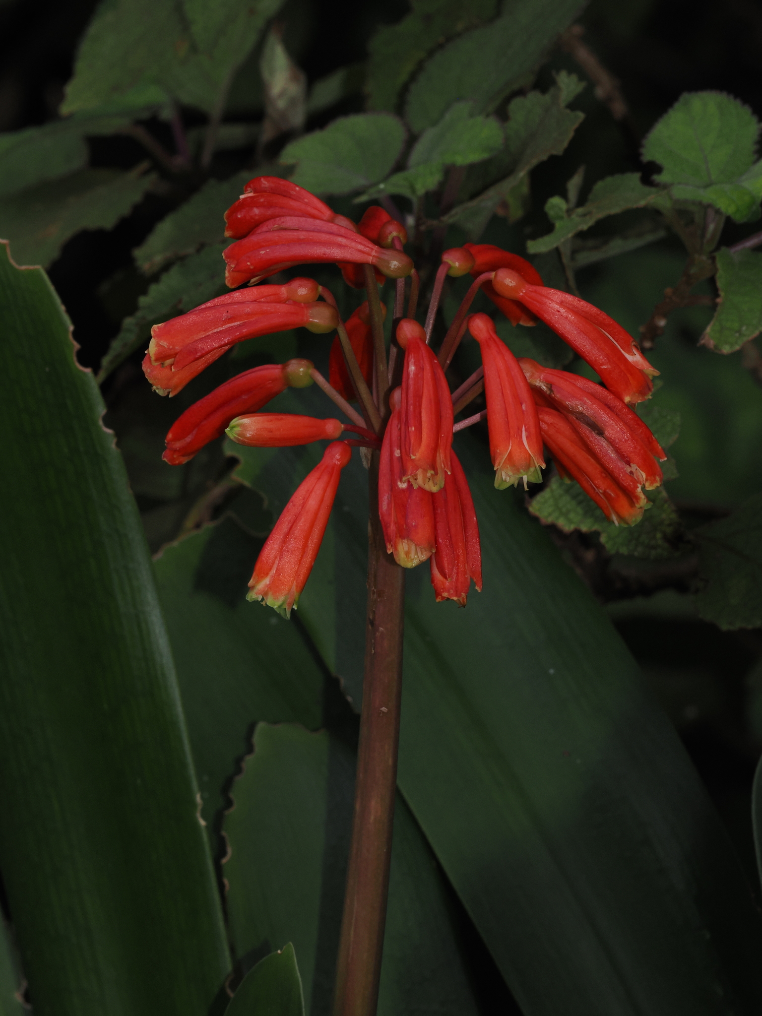 Longstem Bushlily (Clivia caulescens)