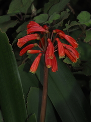 Clivia caulescens