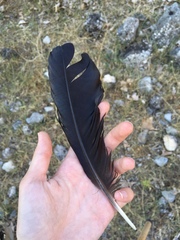 Corvus corax laurencei