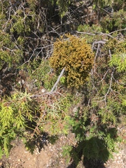 Arceuthobium oxycedri