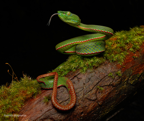 Sabah Bamboo Pitviper