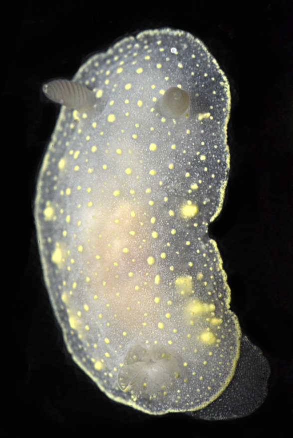 Cadlina umiushi