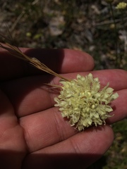 Cephalaria coriacea
