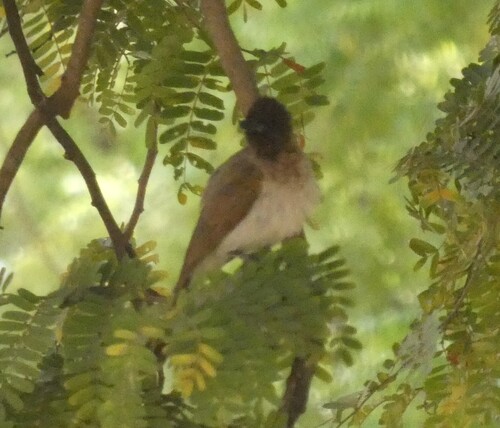 Common Bulbul