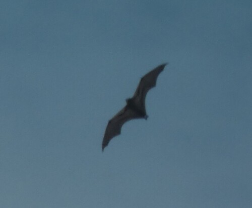 Straw-coloured Fruit Bat