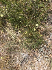 Cephalaria coriacea