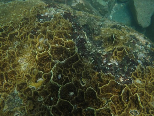 Millepora platyphylla observed 2025-03-25