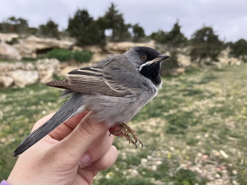 Rüppell's Warbler, Γαύδος, Γαύδος, Κρήτη, GR, photo 10 of 10