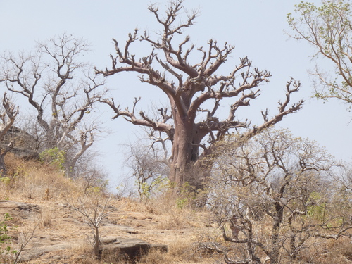 African baobab