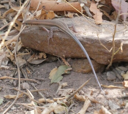 African Five-lined Skink