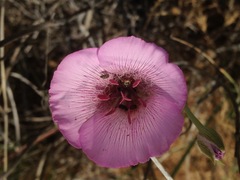 Calochortus striatus