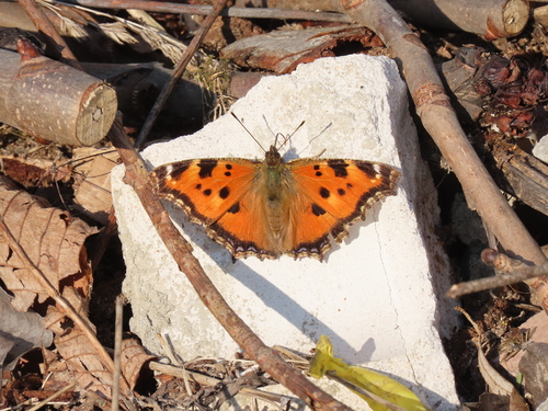 Scarce Tortoiseshell