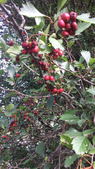 Crataegus
