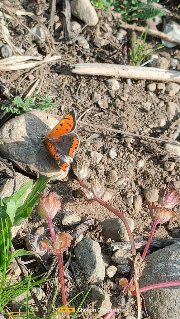 Small Copper from 28062 Cameri NO, Italia on March 29, 2025 at 03:45 PM ...