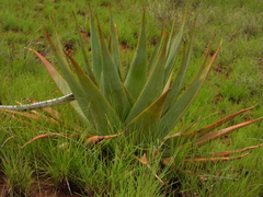Aloe macroclada, photograph (c) amantedarmanin, some rights reserved (CC BY)