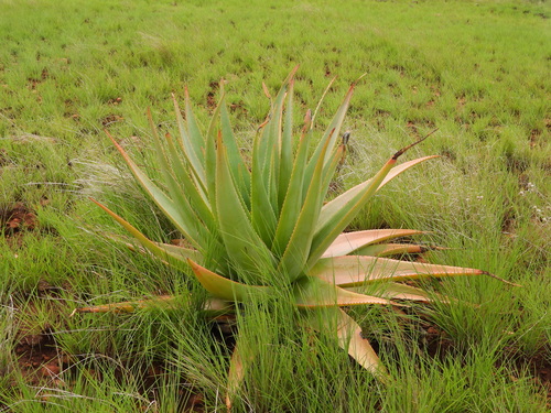 Aloe macroclada, photograph 2
