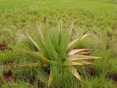 Aloe macroclada, photograph (c) amantedarmanin, some rights reserved (CC BY)